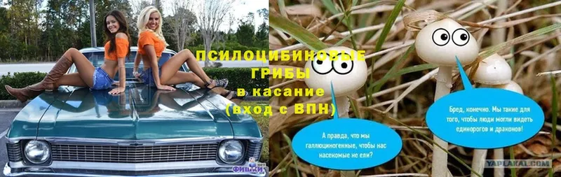 купить закладку  Вятские Поляны  Галлюциногенные грибы Magic Shrooms 